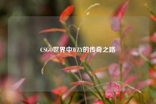 CSGO世界中WZY的传奇之路